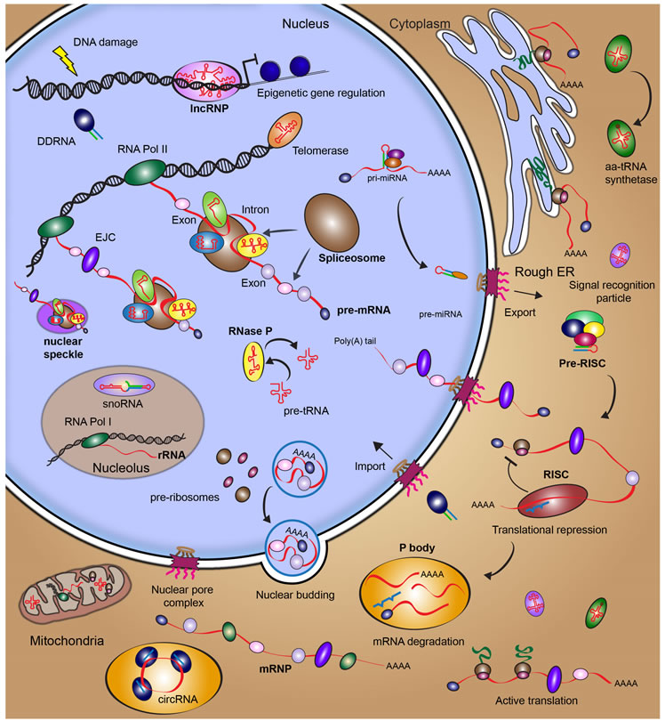 Figure 1: Survey of the RNA biology in a human cell1