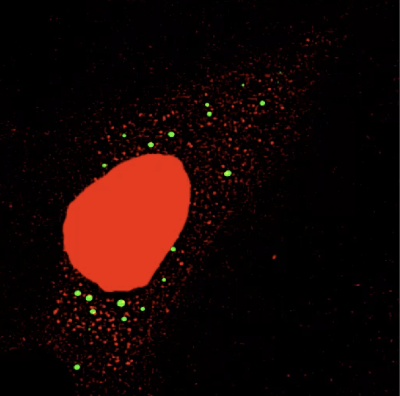 Photo of red RNA molecules diffusing within a cell containing green RNA granules termed processing bodies