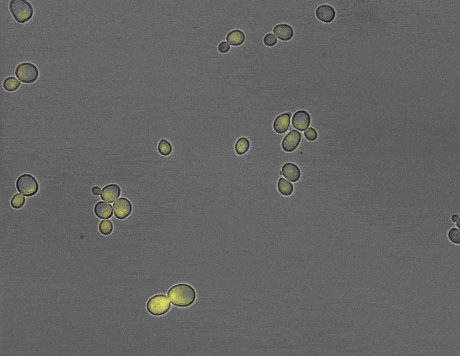 Animation that shows yeast cells expressing a Yellow Fluorescent Protein, which we use as a read-out of gene expression in living cells. 